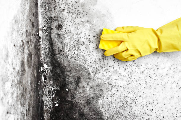 Best Basement Mold Removal  in Longtown, OK